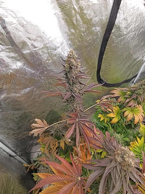 Papayton Xpertnutrients. Week 11