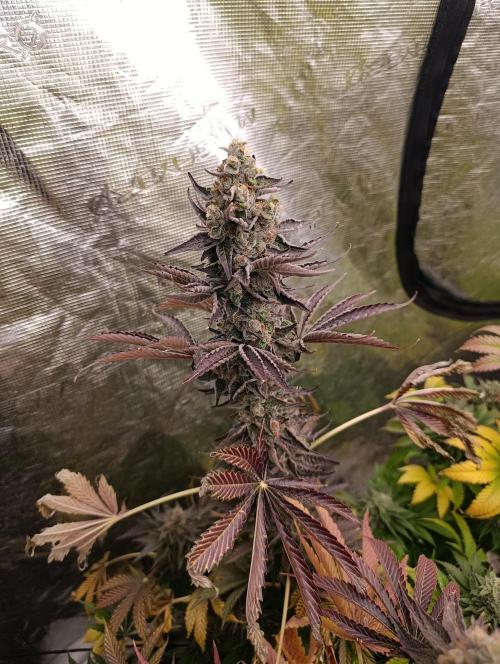 Papayton Xpertnutrients. Week 11