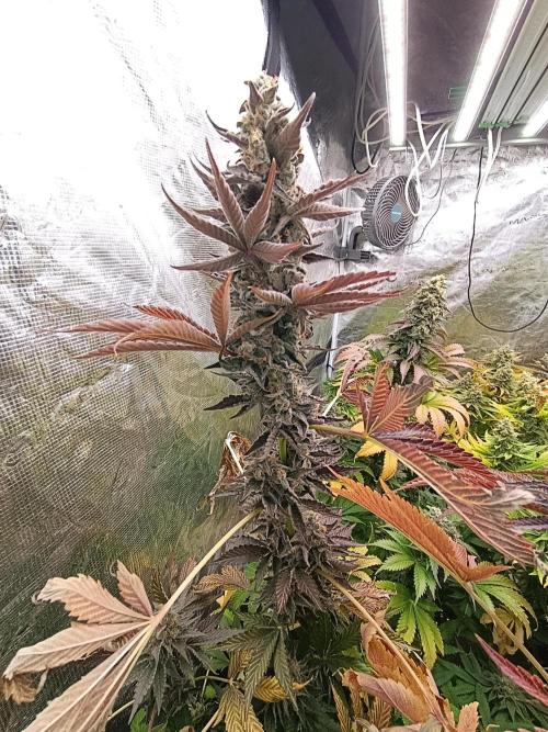 Papayton Xpertnutrients. Week 11