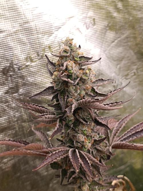 Papayton Xpertnutrients. Week 11