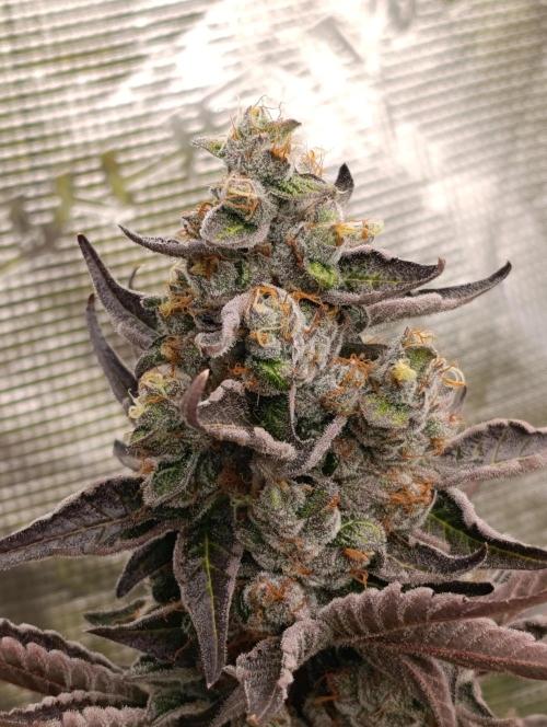 Papayton Xpertnutrients. Week 11