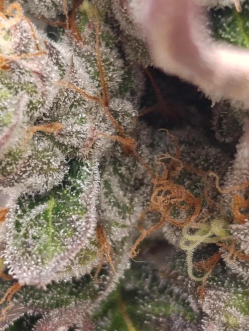 Papayton Xpertnutrients. Week 11