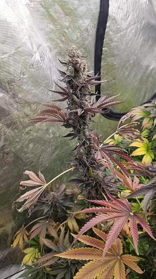 Papayton Xpertnutrients