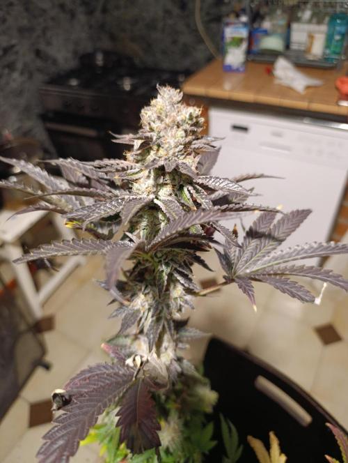 Biscotti Gelato Marshydro. Week 12