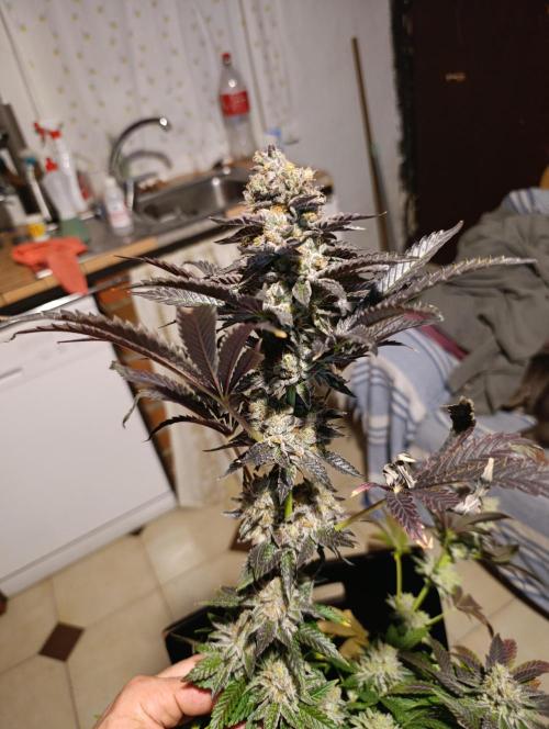 Biscotti Gelato Marshydro. Week 12