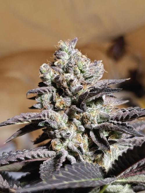 Biscotti Gelato Marshydro. Week 12