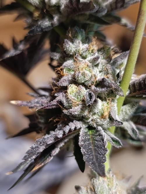 Biscotti Gelato Marshydro. Week 12