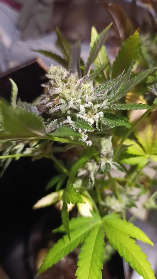 Biscotti Gelato Marshydro