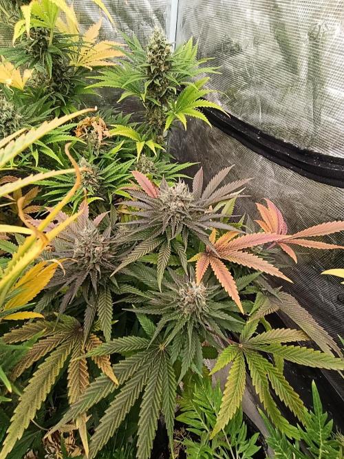 Ice Cream Haze Xpertnutrients. Week 12