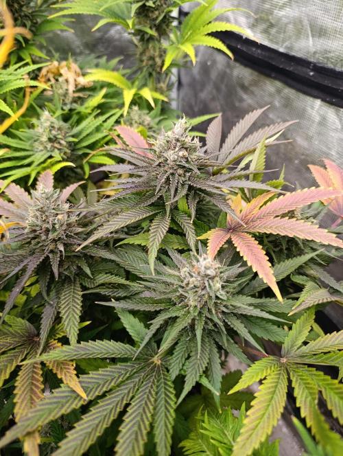 Ice Cream Haze Xpertnutrients. Week 12