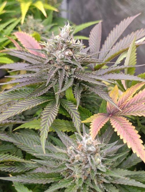 Ice Cream Haze Xpertnutrients. Week 12