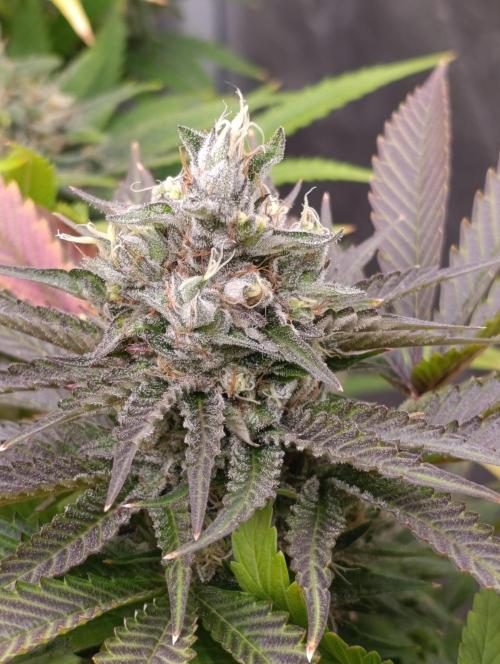 Ice Cream Haze Xpertnutrients. Week 12