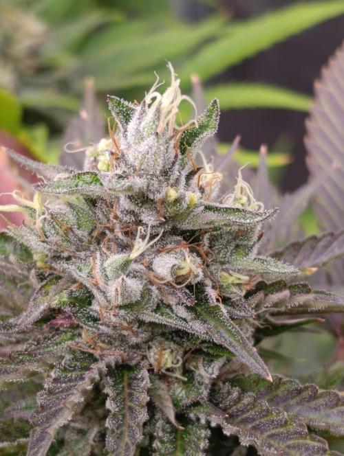 Ice Cream Haze Xpertnutrients. Week 12