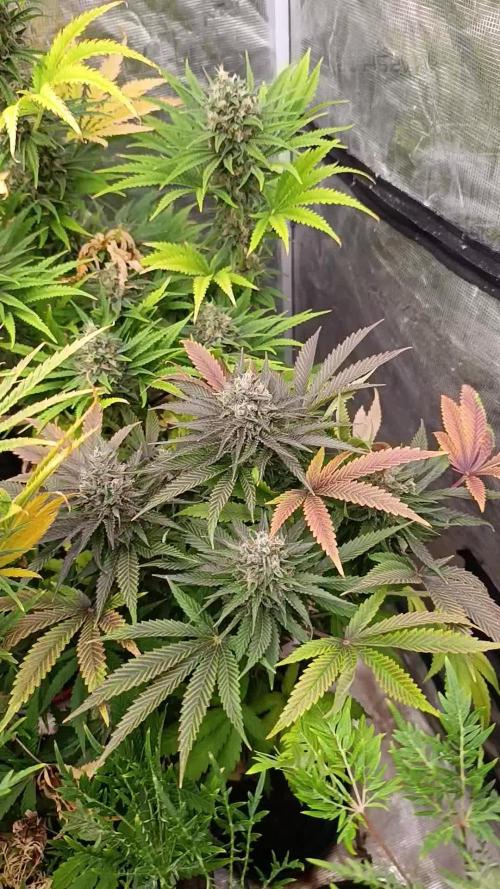 Ice Cream Haze Xpertnutrients