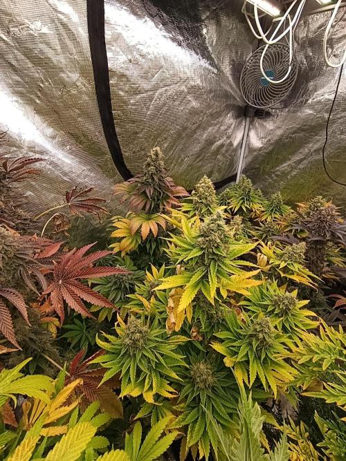 Monster Maker & Marshydro. Week 12