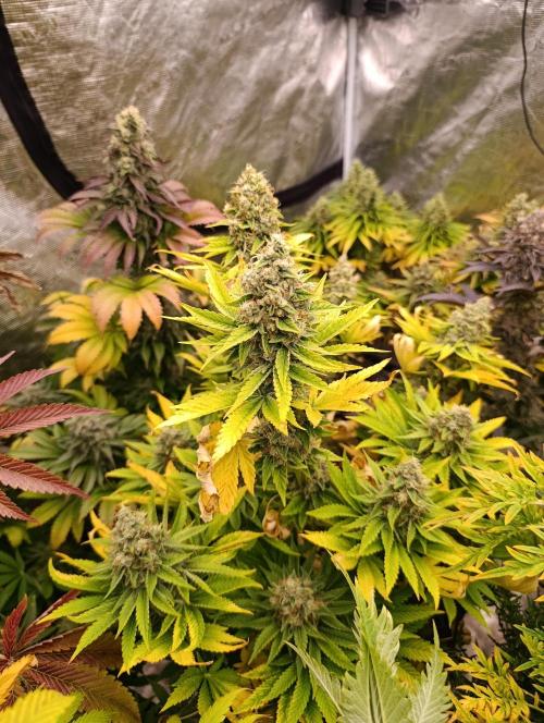 Monster Maker & Marshydro. Week 12