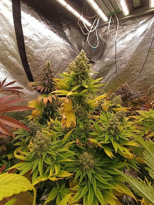 Monster Maker & Marshydro. Week 12