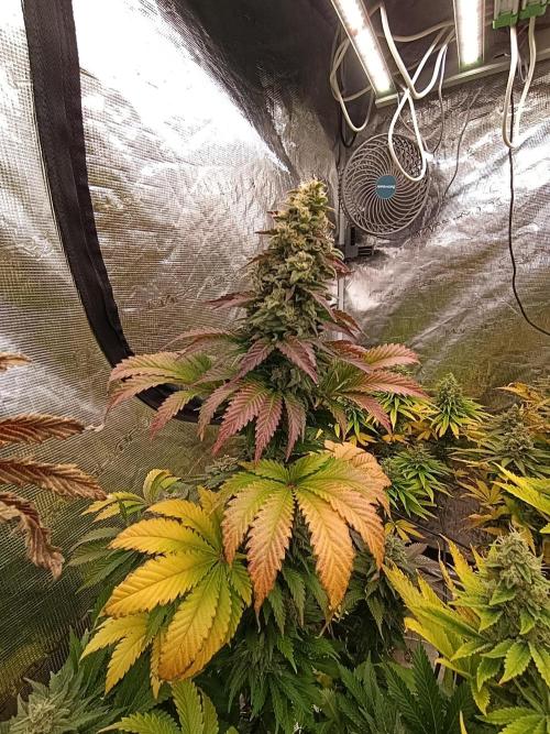 Monster Maker & Marshydro. Week 12