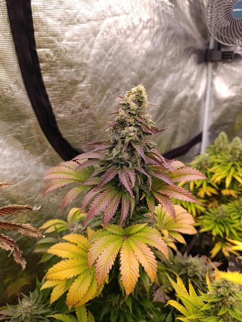 Monster Maker & Marshydro. Week 12