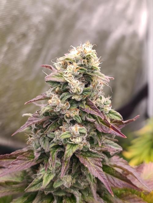 Monster Maker & Marshydro. Week 12