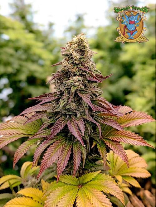 Monster Maker & Marshydro. Week 12