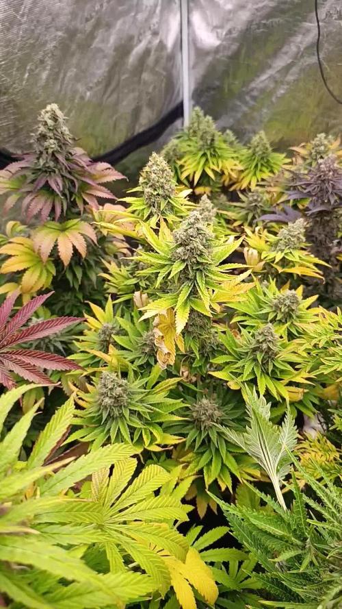 Monster Maker & Marshydro