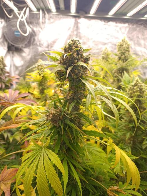 Mental Rainbow Xpertnutrients. Week 11