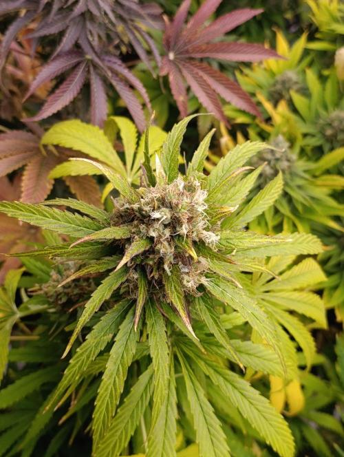 Mental Rainbow Xpertnutrients. Week 11