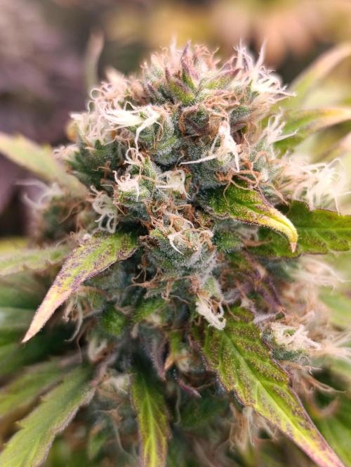 Mental Rainbow Xpertnutrients. Week 11