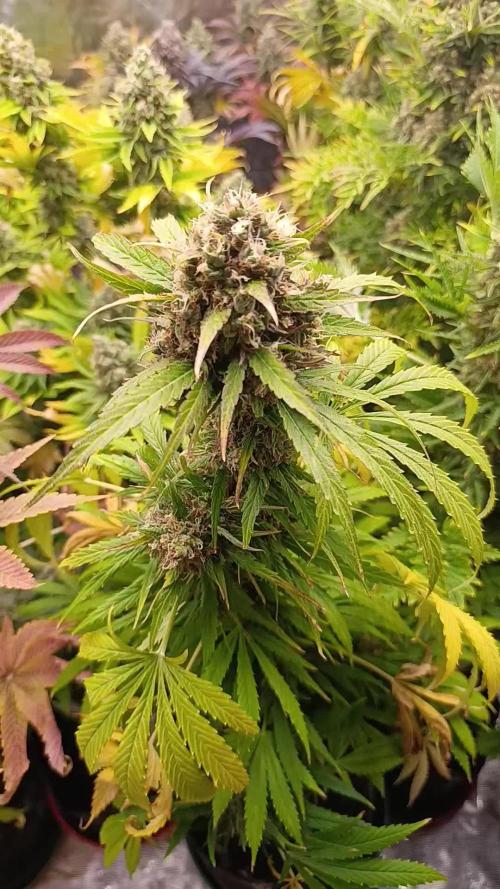 Mental Rainbow Xpertnutrients