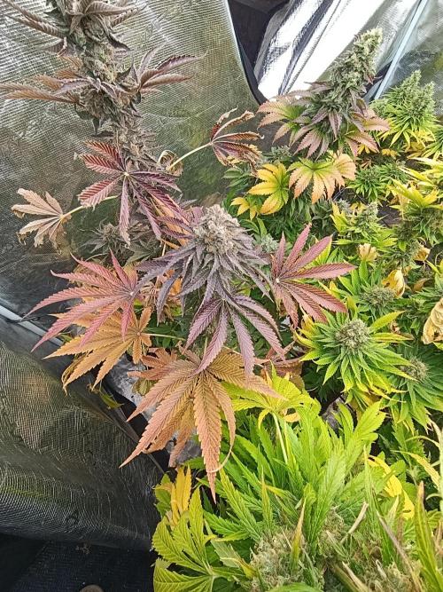 Lemon Cherry Runtz FC6500. Week 11