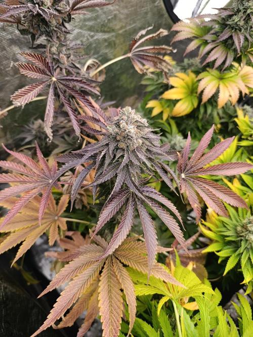 Lemon Cherry Runtz FC6500. Week 11