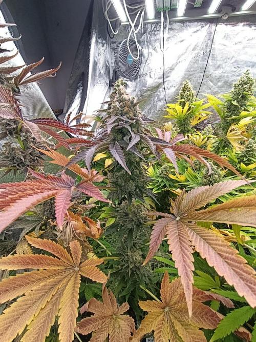 Lemon Cherry Runtz FC6500. Week 11