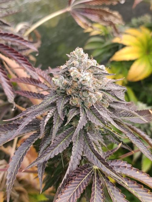 Lemon Cherry Runtz FC6500. Week 11