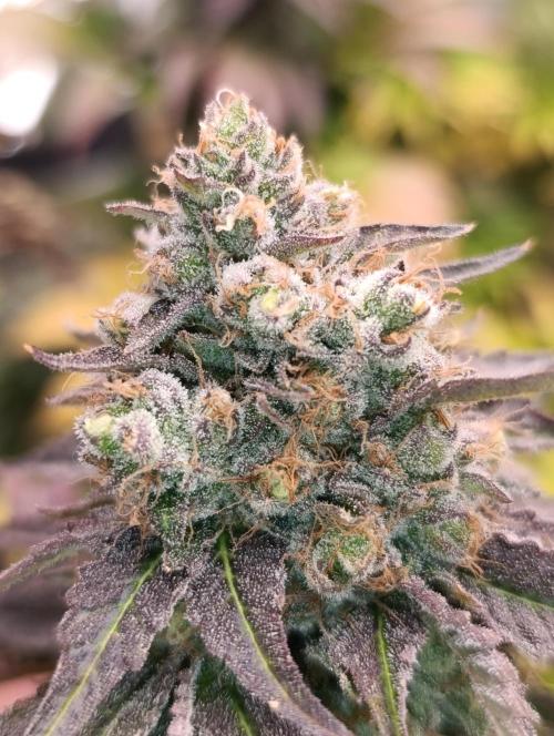 Lemon Cherry Runtz FC6500. Week 11