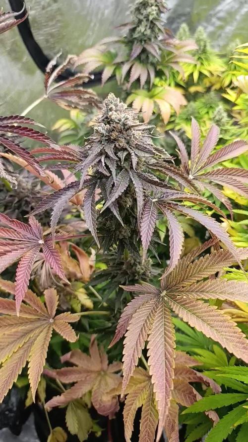 Lemon Cherry Runtz FC6500