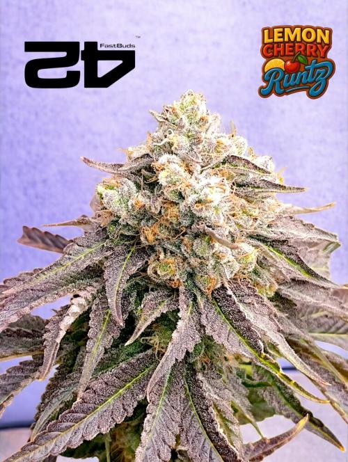 Lemon Cherry Runtz FC6500. Week 11