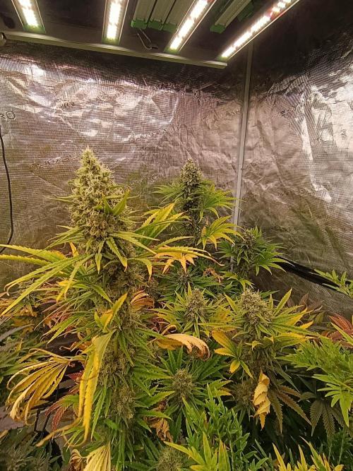 A5 Chaze x Marshydro. Week 12