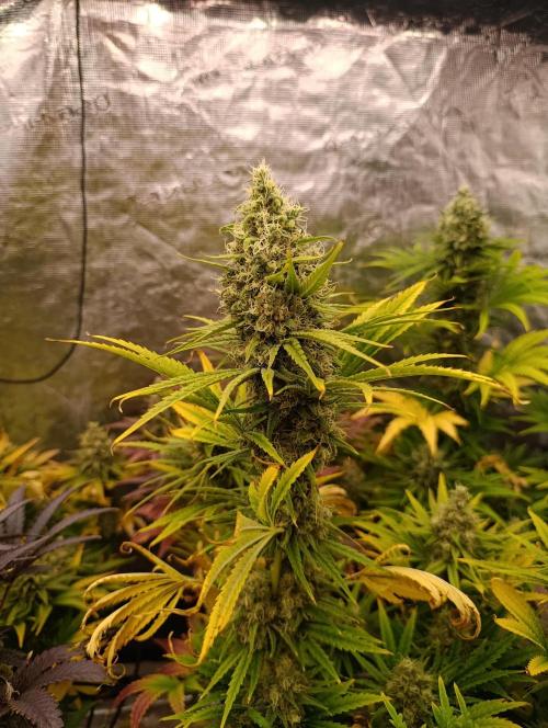 A5 Chaze x Marshydro. Week 12