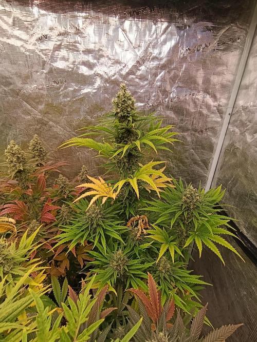 A5 Chaze x Marshydro. Week 12