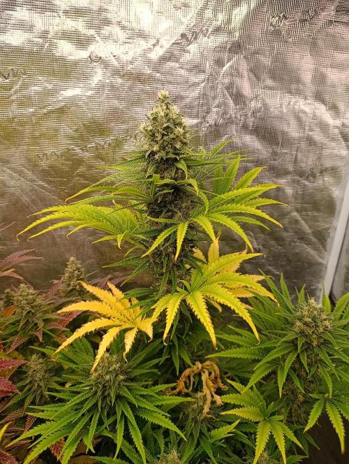 A5 Chaze x Marshydro. Week 12