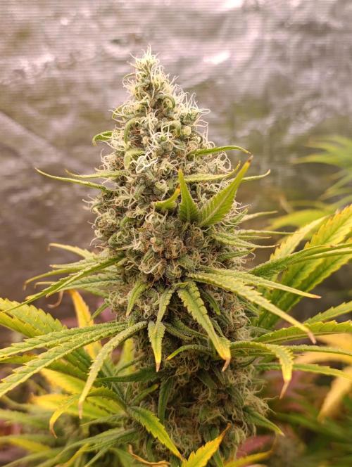 A5 Chaze x Marshydro. Week 12