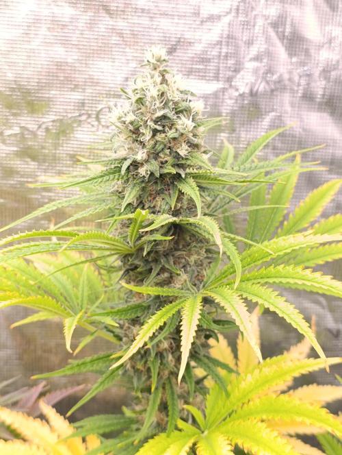 A5 Chaze x Marshydro. Week 12