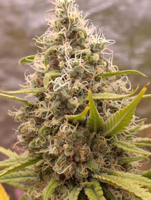 A5 Chaze x Marshydro. Week 12