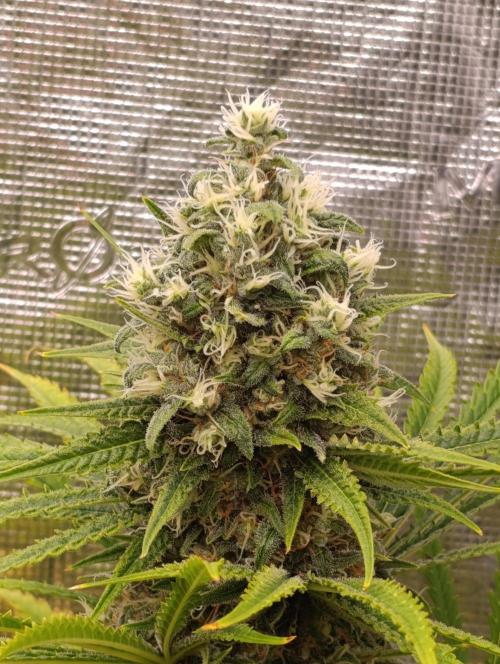 A5 Chaze x Marshydro. Week 12