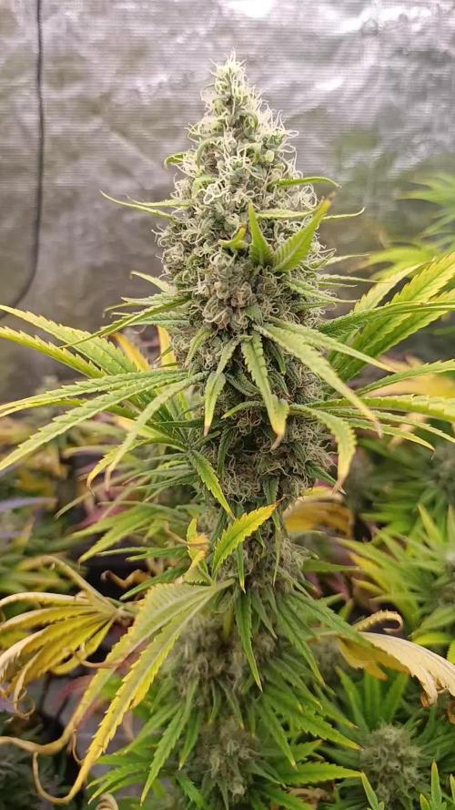 A5 Chaze x Marshydro