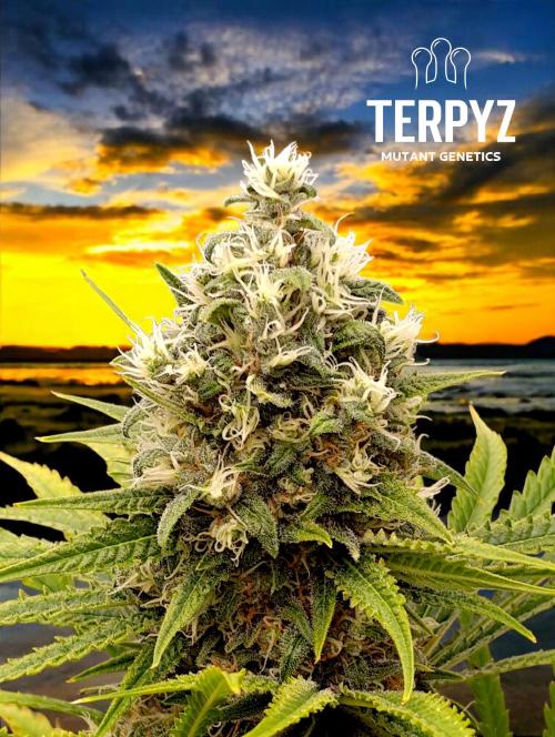 A5 Chaze x Marshydro. Week 12