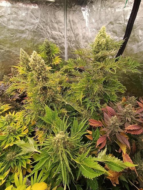 Mentha de Croco Fem Xpertnutrients. Week 12