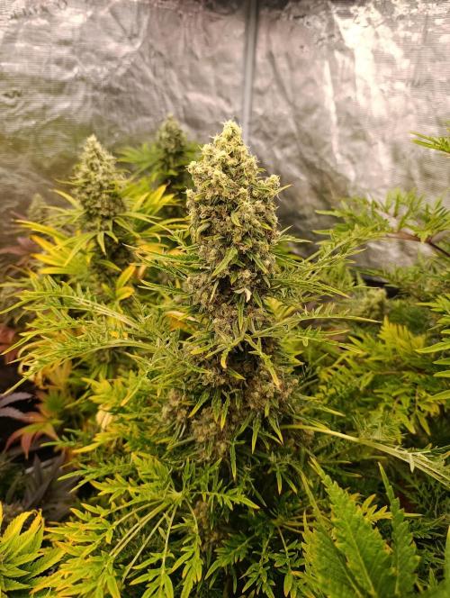 Mentha de Croco Fem Xpertnutrients. Week 12