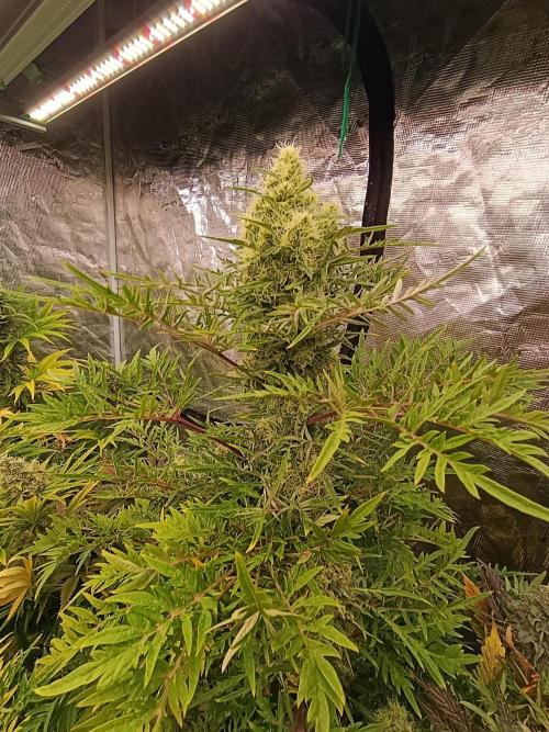 Mentha de Croco Fem Xpertnutrients. Week 12